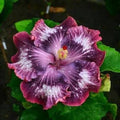 Hibiscus Seeds - 20 Silver Pink Purple Perennial Flower Seeds - Hibiscus rosa-sinensis