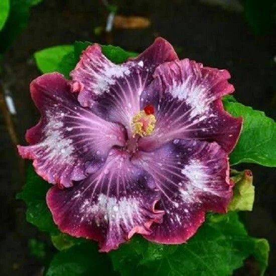 Hibiscus Seeds - 20 Silver Pink Purple Perennial Flower Seeds - Hibiscus rosa-sinensis