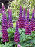 Masterpiece Lupine Seeds - 25+ Pack for Garden Planting - Lupinus polyphyllus - USA
