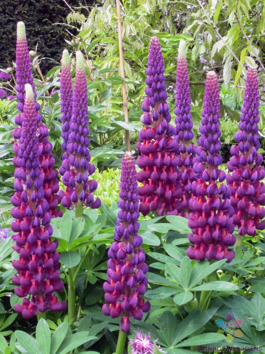 Masterpiece Lupine Seeds - 25+ Pack for Garden Planting - Lupinus polyphyllus - USA