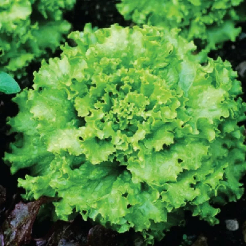 Grand Rapids Lettuce Seeds - 600+ Non-GMO Vegetable Seeds - Lactuca sativa - USA Seller, Free Shipping