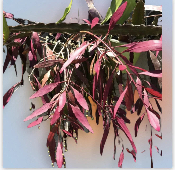 Fresh Cut Pseudorhipsalis Rhipsalis Ramulosa Red Picks - Unique Succulent Plant Cuttings for Propagation and Home Decor