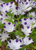 Five Spot Flower Seeds - 100+ Organic Nemophila Seeds for Garden Planting