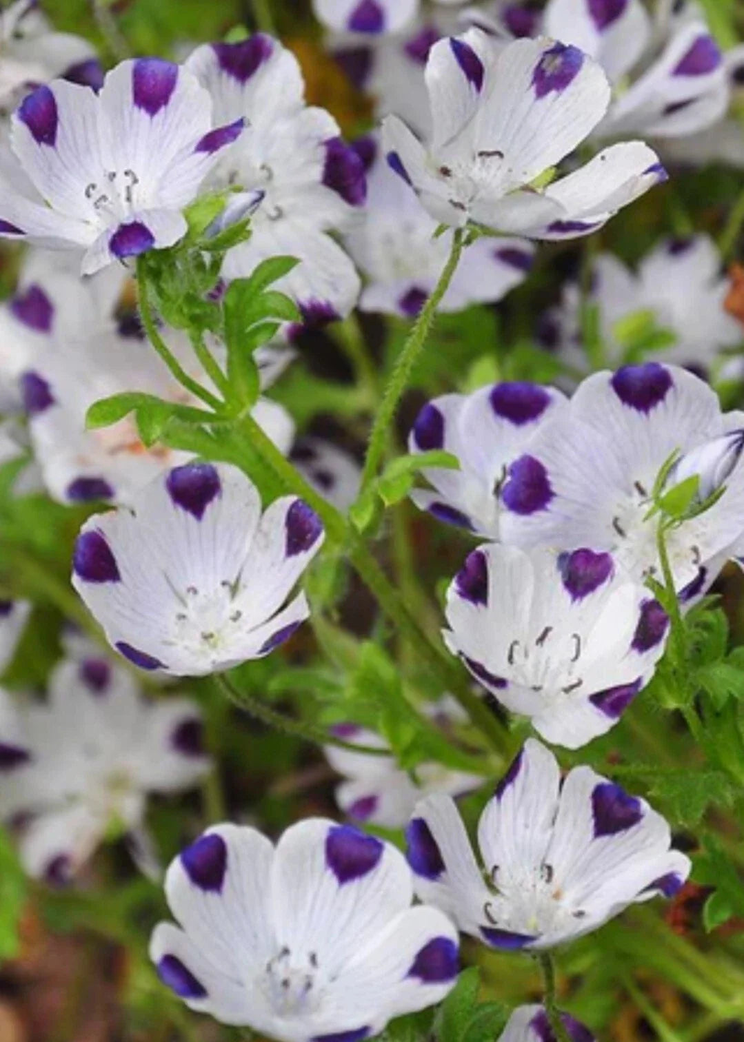 Five Spot Flower Seeds - 100+ Organic Nemophila Seeds for Garden Planting
