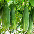 Poinsett 76 Cucumber Seeds | Medium Slicing Cucumbers | 2025 Fast Shipping | Cucumis sativus