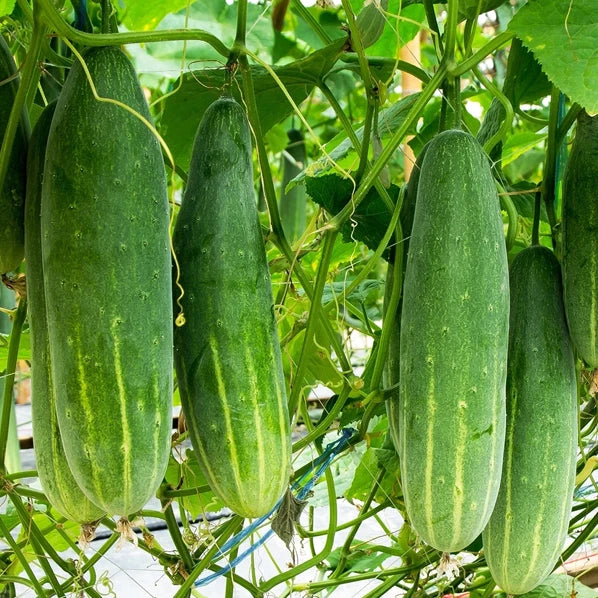 Poinsett 76 Cucumber Seeds | Medium Slicing Cucumbers | 2025 Fast Shipping | Cucumis sativus