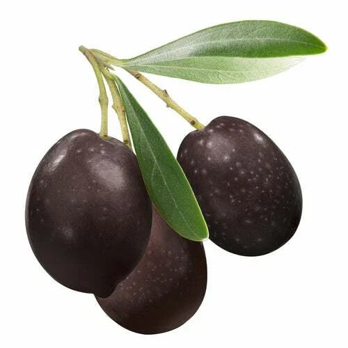 Olive Tree Seeds | 25 Seeds | Olea europaea | Ideal for Planting, Gardening, Organic Growth