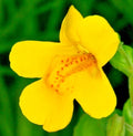 Yellow Monkey Flower Seeds, 150 Count, Hardy Perennial, Mimulus guttatus, Gold Monkey Variety