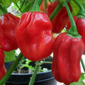Red Habanero Pepper Seeds | Heirloom Non-GMO | Capsicum chinense | Spice Garden Seeds