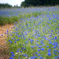 Cornflower Seeds - Tall Blue Heirloom Bachelor Button - Non-GMO 400 Seeds - AAS Winner (Centaurea cyanus)