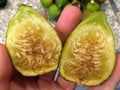 White Marseille Fig Cuttings - 2 Premium Cuttings + Willow Water for Rooting - Ficus carica