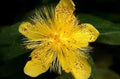 St. John's Wort Seeds, 100 Seeds, Organic Medicinal Herb, Hypericum Perforatum