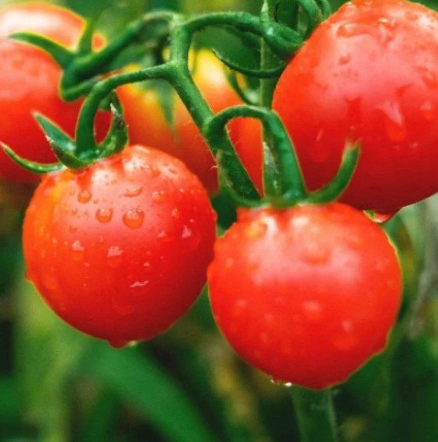 Super Sweet Cherry Tomato Seeds - 1000+ Heirloom Non-GMO Rare Variety - Perfect for Home Gardening - Solanum lycopersicum