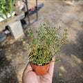 Pilea Globosa Plant in 3in Pot | Pilea serpyllacea Globosa | Indoor Houseplant with Round Leaves