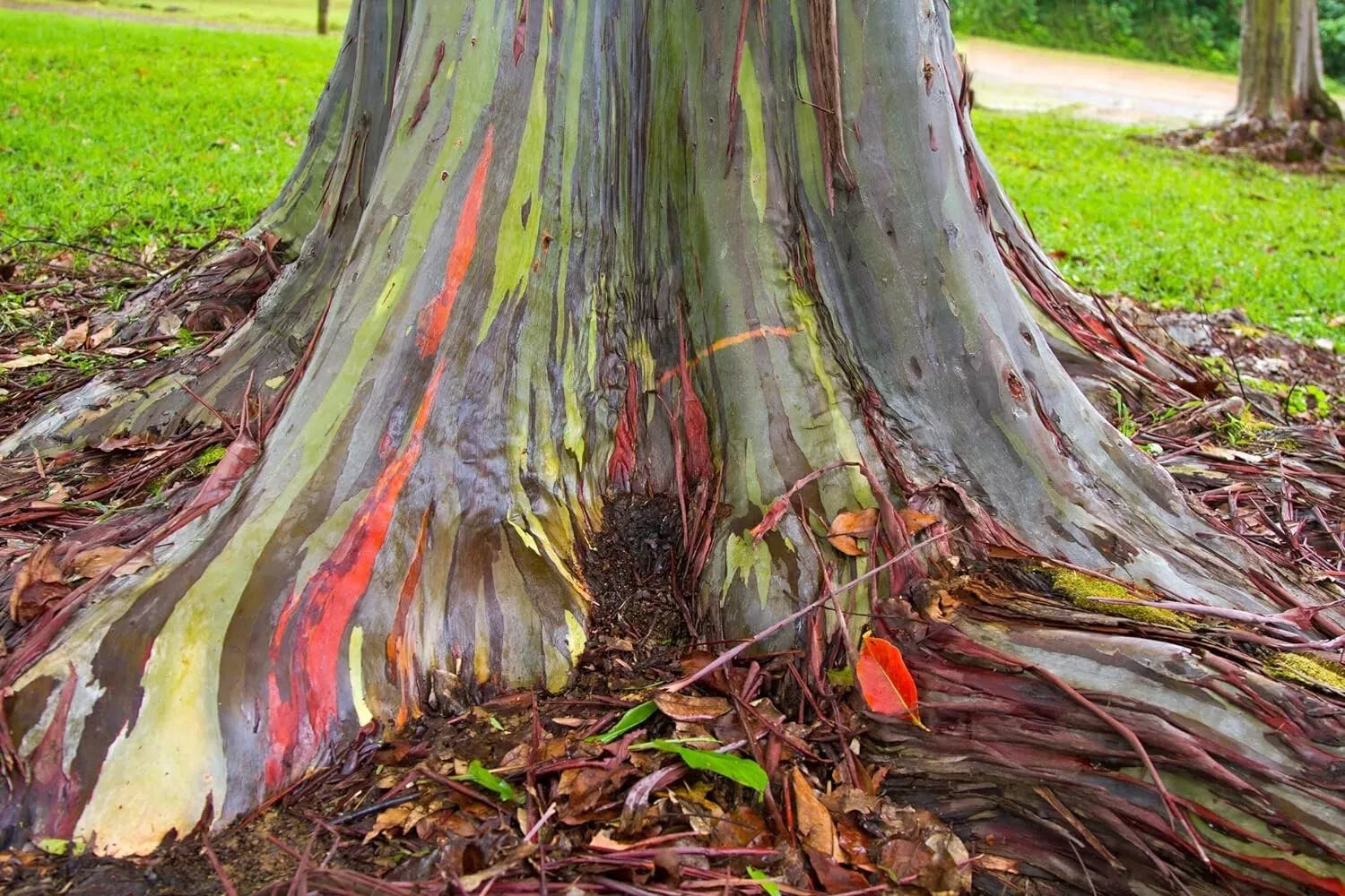 Rainbow Eucalyptus Tree Seeds - Stunning Colored Bark - Eucalyptus deglupta - Unique Garden Plant, Rare Tree Seeds