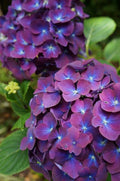 Purple Blue Hydrangea Seeds - 5 Perennial Hardy Garden Shrub Bloom Flower Seeds - Hydrangea macrophylla