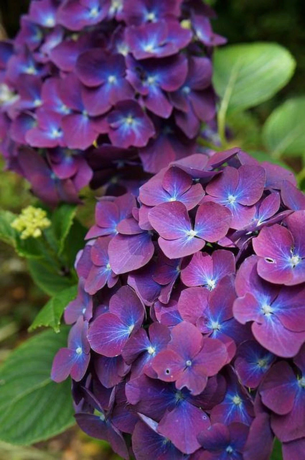 Purple Blue Hydrangea Seeds - 5 Perennial Hardy Garden Shrub Bloom Flower Seeds - Hydrangea macrophylla