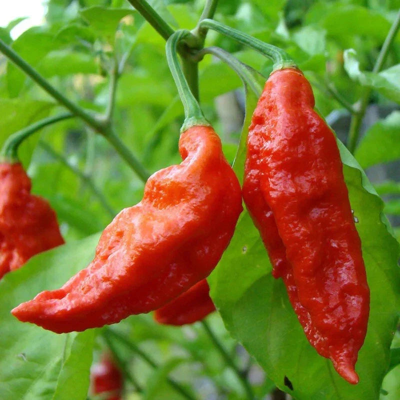 Ghost Pepper Seeds | 50+ Seeds | Bhut Jolokia | Super Hot | 1 Million+ Scoville