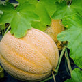 Hales Best Jumbo Cantaloupe Seeds, NON-GMO, Muskmelon, 50 Seeds, Heirloom, Free Shipping