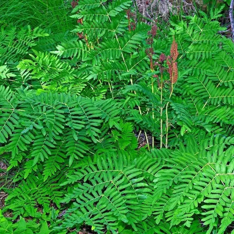Royal Fern Plant - Osmunda regalis - Lush Green Foliage - Hardy Perennial Fern