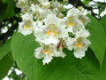 Northern Catalpa Tree Seeds - 50+ Seeds - Catalpa speciosa - Hardy Ornamental Tree for Landscaping and Gardens