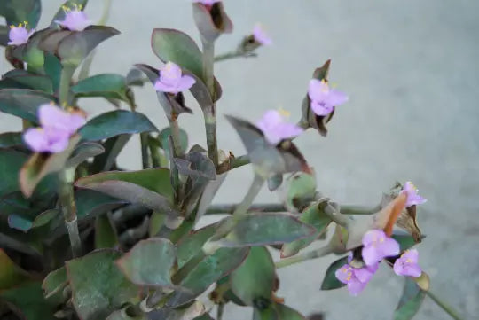 Wandering Jew Plant Set - Blue Queen & Purple Heart - Tradescantia Setcreasea Pallida - Indoor Houseplant Collection