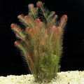 Rotala Wallichii 7 Stems - Whorly Rotala - Easy Live Aquarium Pond Aquatic Plant - Freshwater Plant
