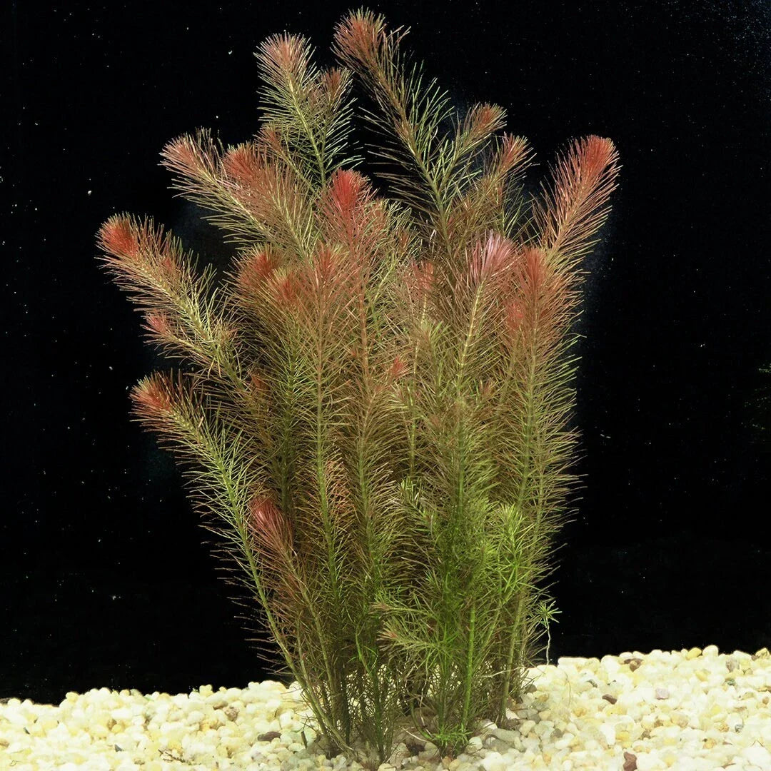 Rotala Wallichii 7 Stems - Whorly Rotala - Easy Live Aquarium Pond Aquatic Plant - Freshwater Plant