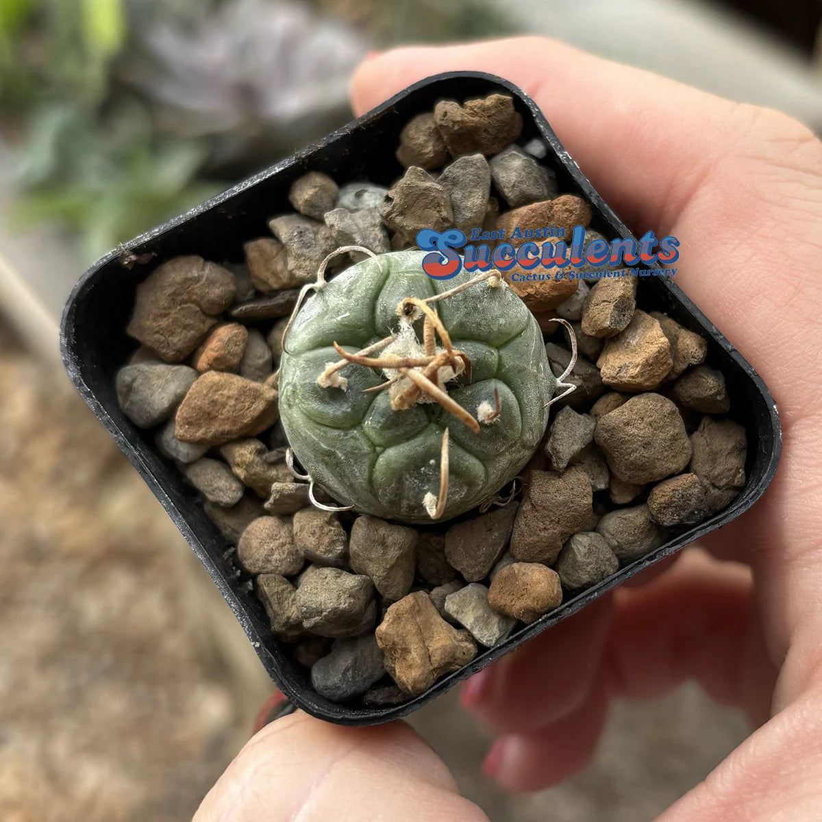 Live Rooted Cacti - Turbinicarpus schmiedickeanus polski - 2" Container - Rare Succulent Plant