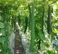 Ridged Gourd Seeds - 12 Pack Angled Luffa Chinese Okra Sponge Gourd Luffa acutangula