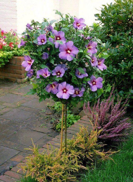 Pink Rose of Sharon Live Plant Plugs - Hardy Hibiscus Syriacus with Beautiful Blooms
