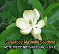 Sweetbay Magnolia Tree in Quart Pot - Hardy Fragrant Variety (Magnolia virginiana)