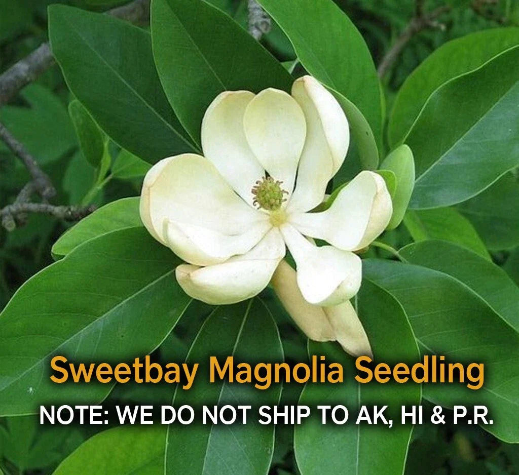 Sweetbay Magnolia Tree in Quart Pot - Hardy Fragrant Variety (Magnolia virginiana)