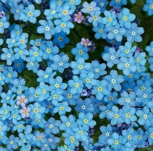 Forget Me Not Seeds 100+ Chinese Blue Wildflower Annual Myosotis spp.
