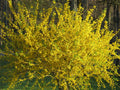 10 Forsythia Bush Cuttings - Lynwood Gold Variety - Easy to Root - Forsythia x intermedia 'Lynwood'