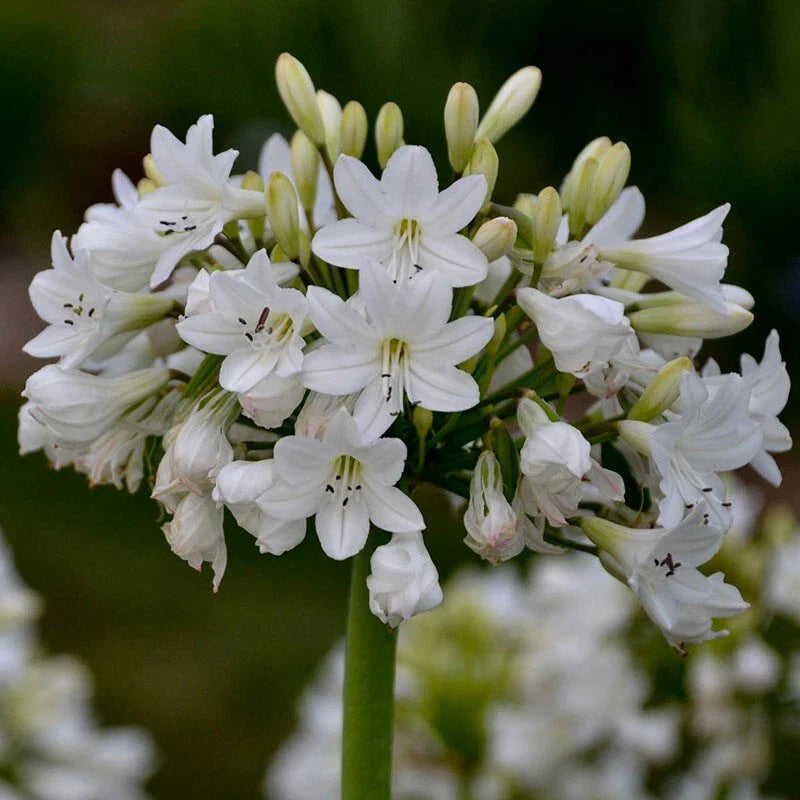 Agapanthus 'Galaxy White' Plants - White Flowering Perennial Bulbs - Hardy Garden Plants - Agapanthus africanus