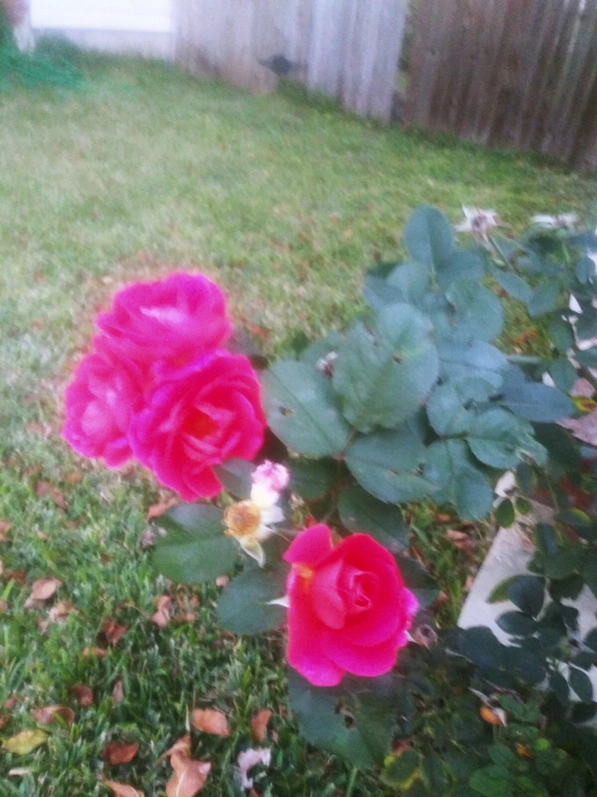 Coral Rose Cuttings - Unrooted, Year-Round Blooms - Rosa spp.