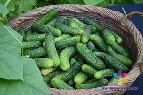 Kirby Cucumber 25 Seeds - Ideal for Garden Planting - Cucumis sativus - USA