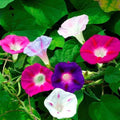 Morning Glory Mixed Flower Seeds | Non-GMO Heirloom | Fresh Garden Seeds | Ipomoea purpurea