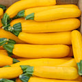 Fresh Premium Golden Zucchini Summer Squash Seeds - 20 Newly Harvested Seeds (Cucurbita pepo)