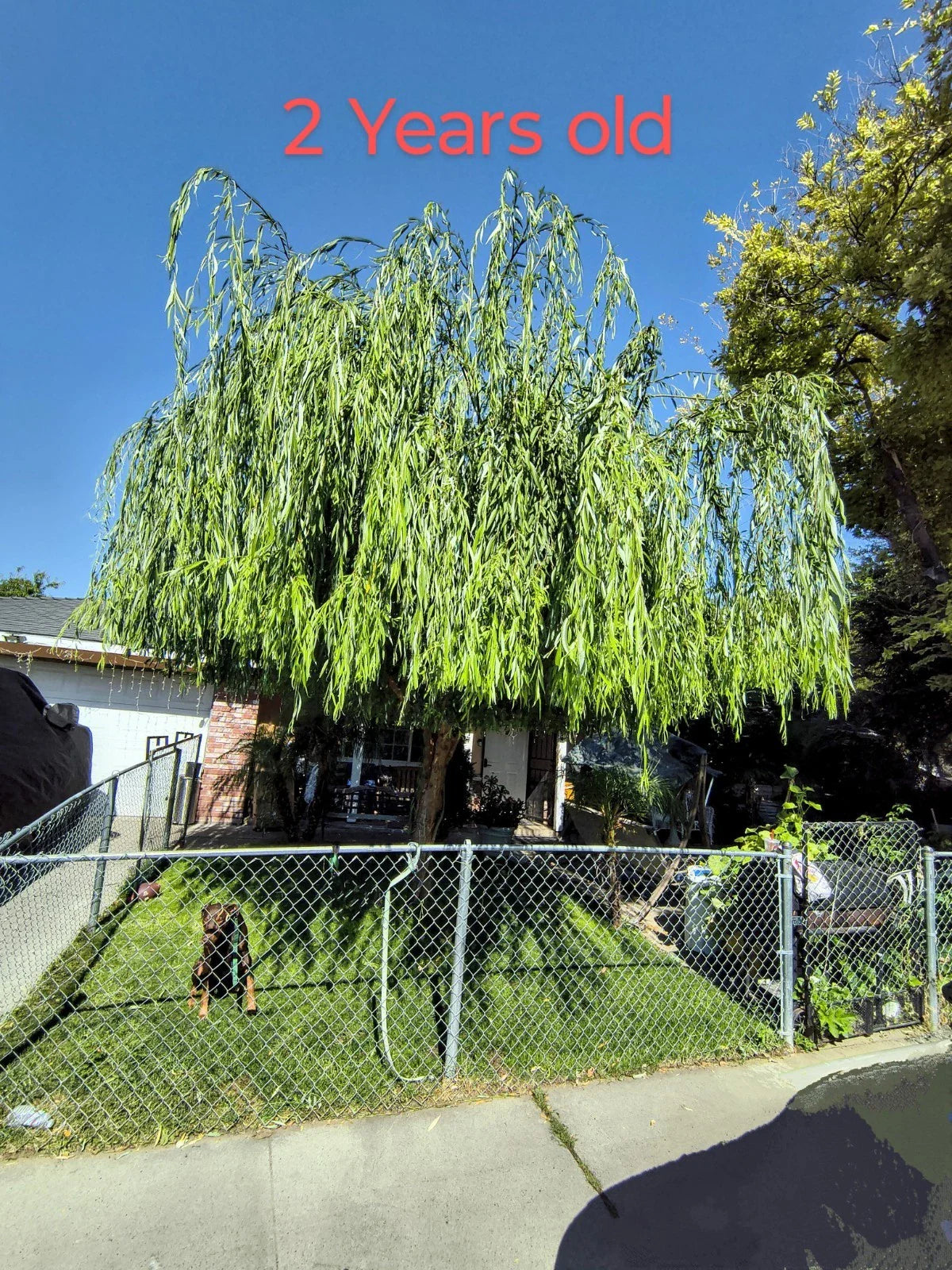 Weeping Willow Tree Cuttings Pack of 5 + 1 Free, Salix Babylonica Fresh Cuttings for Planting