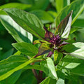 Thai Basil Seeds 500+ Count - Asian Herb for 2025 Planting - Ocimum basilicum var. Thai