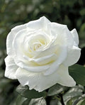 Double White Rose Seeds | 10 Perennial Shrub Flower Seeds | Rosa spp.