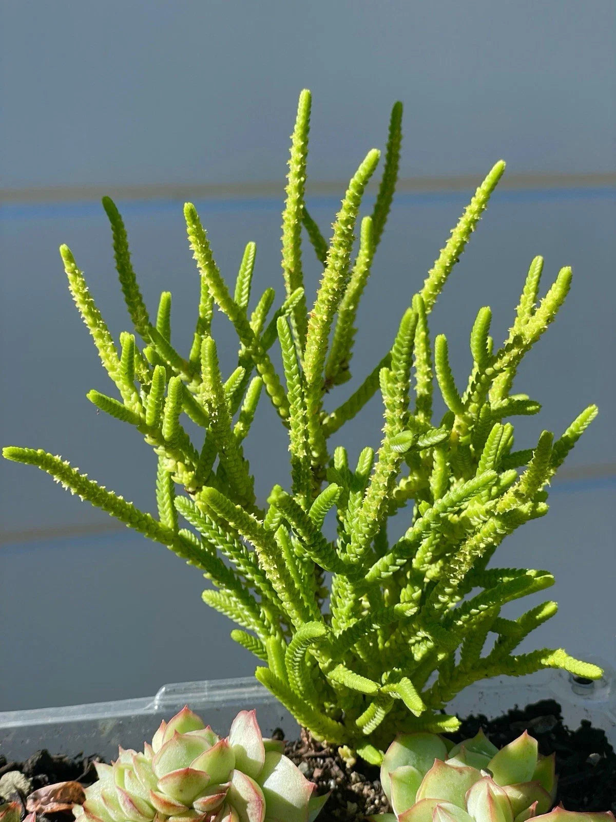 Crassula Muscosa 'Watch Chain' Succulent Plant 4-5 Inches Rare Live Fully Rooted - Unique Green Leafy Stems Native to South Africa