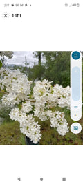 Bare Root Lilac Bushes 15 White - Syringa vulgaris with Planting Instructions