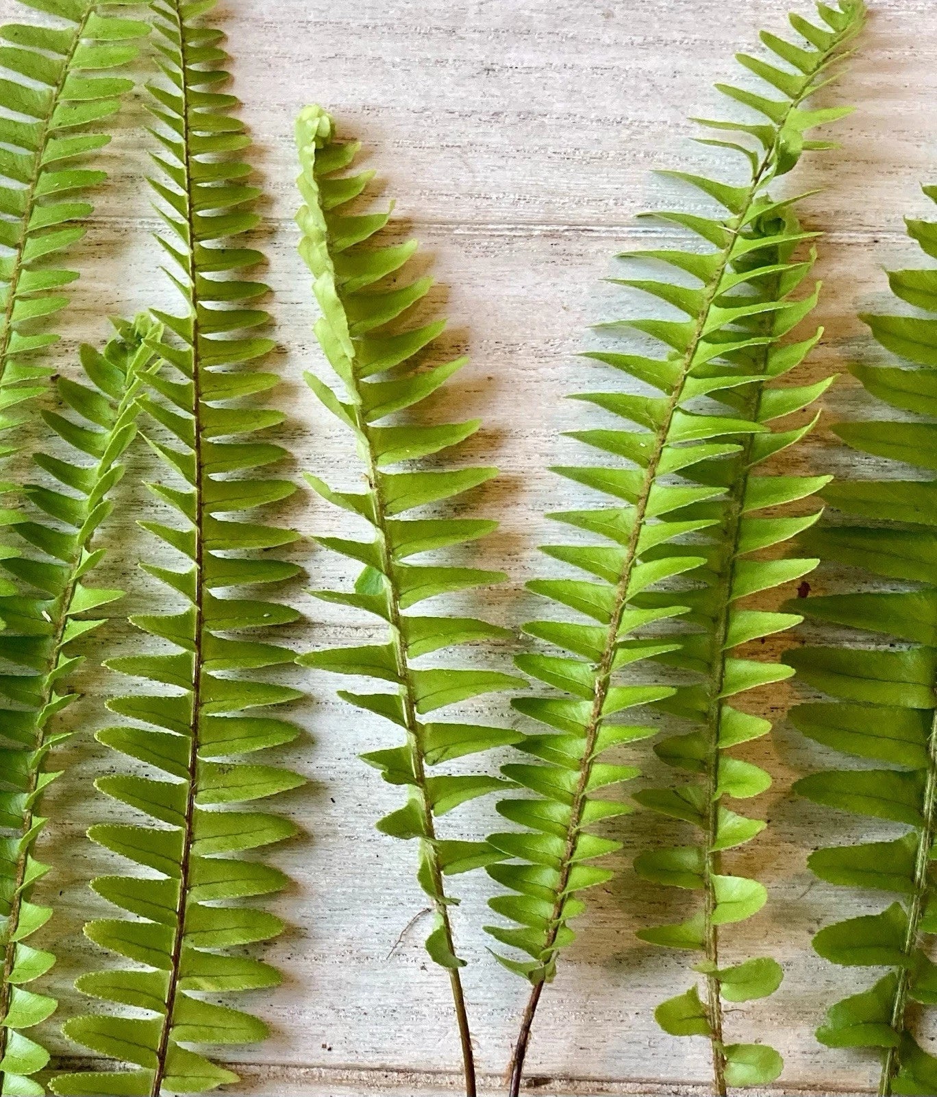 Rooted Ferns - 20 Pack - Lush Green Indoor Plants - Perfect for Home Decor - Various Varieties