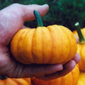 Jack Be Little Pumpkin Seeds - 100+ Heirloom Organic NON-GMO - Fresh Seed Pack for Gardening (Cucurbita pepo)