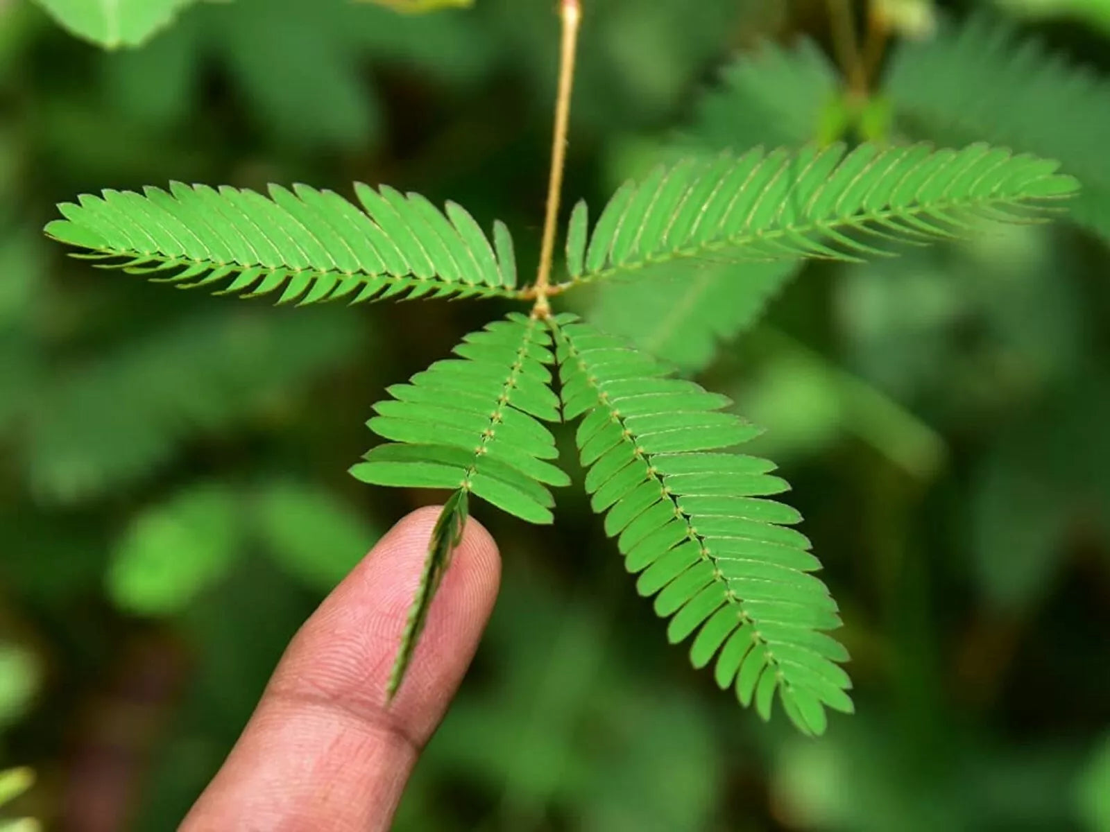 Sleeping Grass Seeds - 50 Seeds - Mimosa Pudica - Sensitive Plant That Moves When Touched