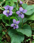 Purple Blue Violet Plants 5-Pack, Viola Sororia, Edible Perennial, Heart-Shaped Leaves, Butterfly Attractant, Easy Grow, USA Seller