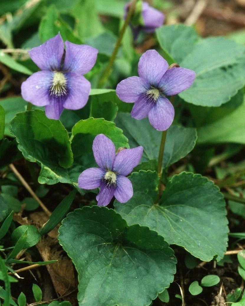 Purple Blue Violet Plants 5-Pack, Viola Sororia, Edible Perennial, Heart-Shaped Leaves, Butterfly Attractant, Easy Grow, USA Seller
